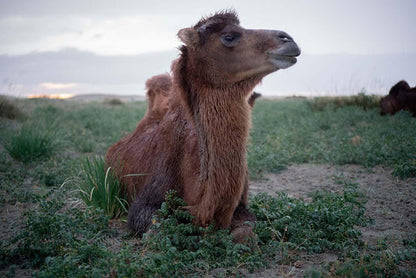 Baby Camel fibre