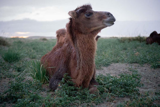 Baby Camel fibre