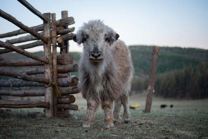 Baby Yak DK
