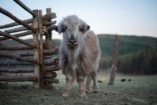 Baby Yak DK