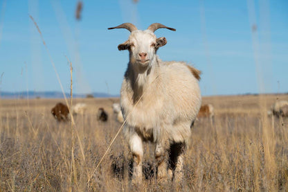 Mongolian cashmere fibre